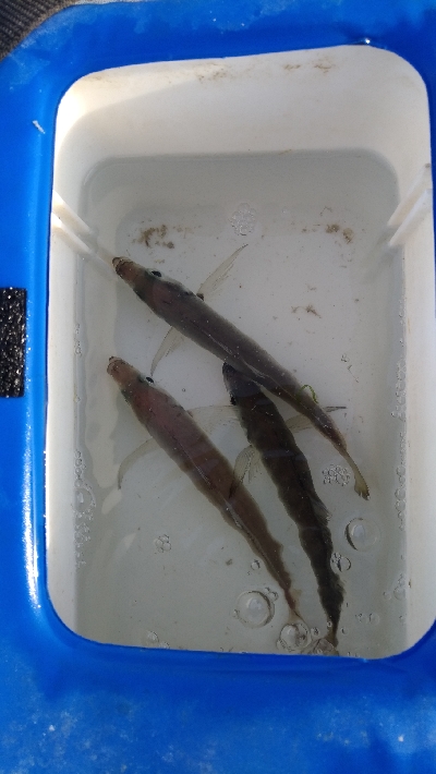 5/3釣果 アジイワシチャリコハゼ