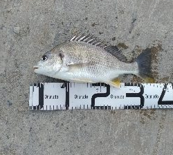 5/5釣果　チヌキビレアジキスコノシロ五目釣り☆