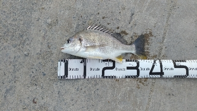 5/5釣果　チヌキビレアジキスコノシロ五目釣り☆