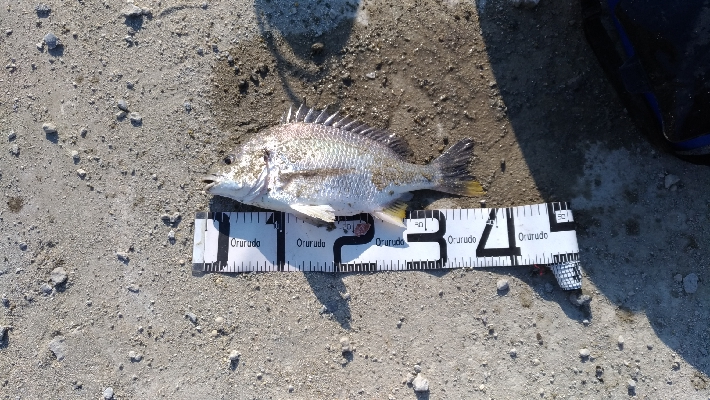 5/26釣果ヒラメスズキキビレキスチヌ