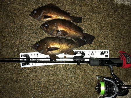 二見メバリング20