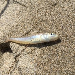 ちょい投げキス釣り