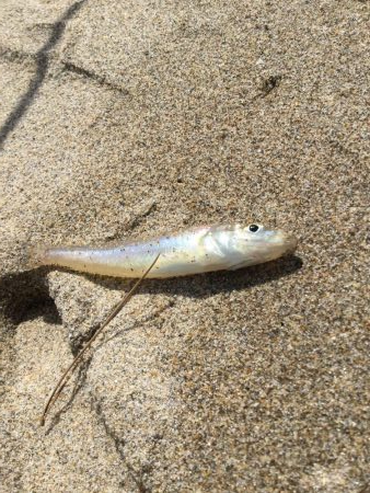 ちょい投げキス釣り