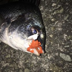 淀川のチニングパート2