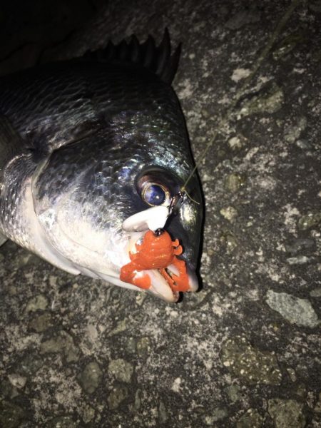 淀川のチニングパート2