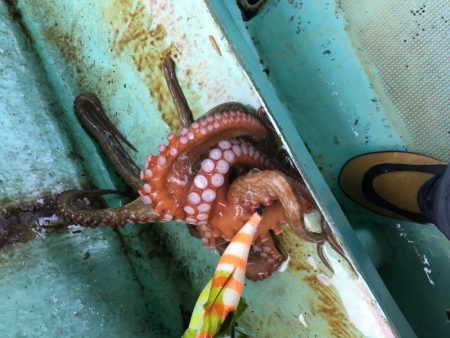 タコ釣りスタート