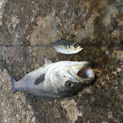 春のランカーシーバス