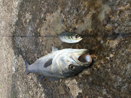 春のランカーシーバス