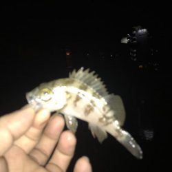 尺アジ狙いが…