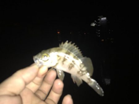 尺アジ狙いが…