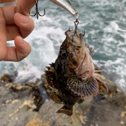 シーバスとロックフィッシュ釣果
