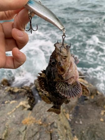 シーバスとロックフィッシュ釣果