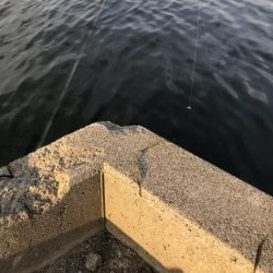 vj28ホームデビュー