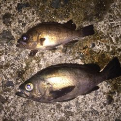 まだまだメバル釣り