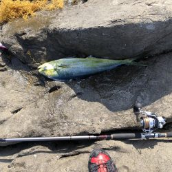 夜はヒラ、午前はシイラ