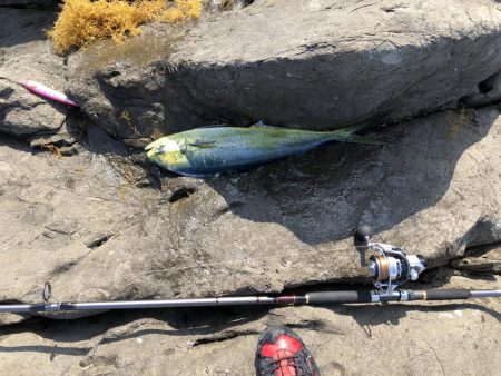 夜はヒラ、午前はシイラ