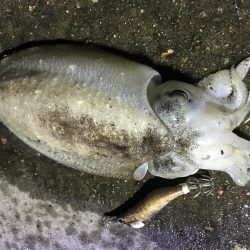 久しぶりのコウイカ、カサゴ