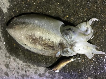 久しぶりのコウイカ、カサゴ