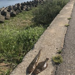 念願のヒラメ(ソゲ)