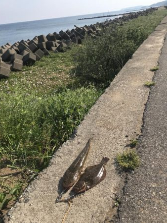 念願のヒラメ(ソゲ)