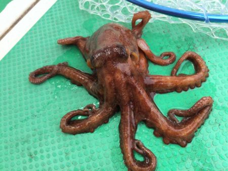 船タコ釣り
