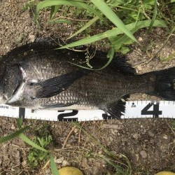 イチノ兄弟、釣果！