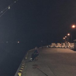 コウイカ連チャン