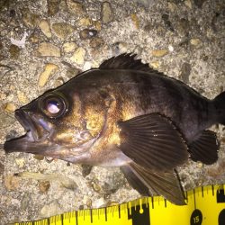 まだ楽しめた!メバル‼︎