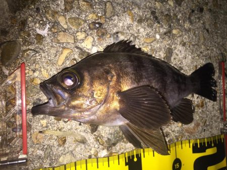 まだ楽しめた!メバル‼︎