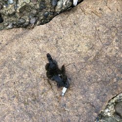 ワームで穴釣り