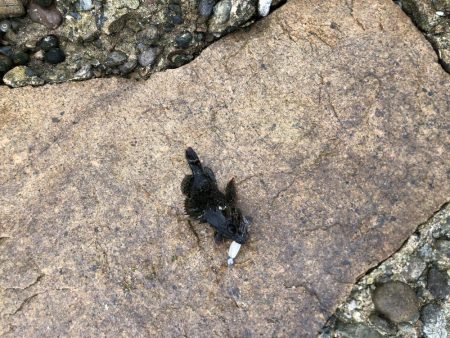 ワームで穴釣り