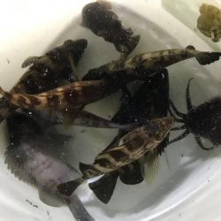 メバル、ミミイカ、タコ