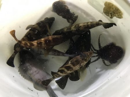 メバル、ミミイカ、タコ