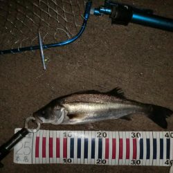 まだまだバチシーバス