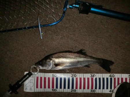 まだまだバチシーバス