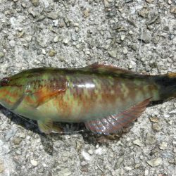 ガシラとベラのオンパレード