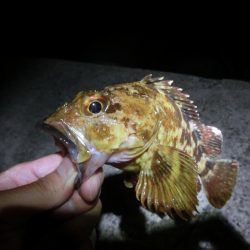 ガシラとサバの乱舞