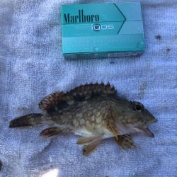 エビ撒きで小物色々