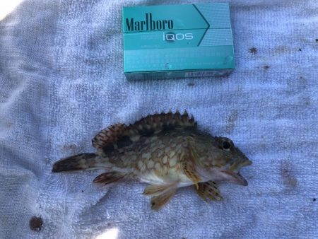 エビ撒きで小物色々