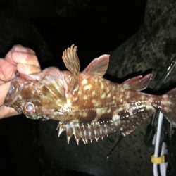 懲りずにガシラ