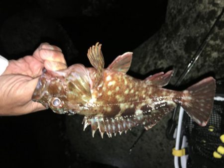 懲りずにガシラ