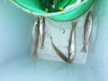 40センチ級のアジ狙いのはずが