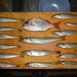 息子とボートキス釣り