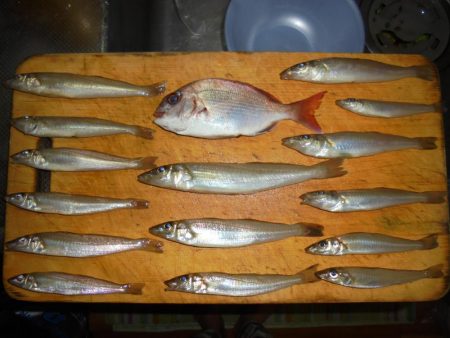 息子とボートキス釣り