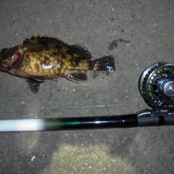 前打ち・初クロダイ