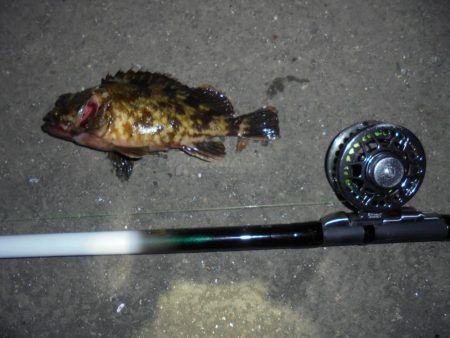 前打ち・初クロダイ