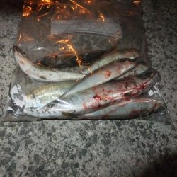 久々のアジング