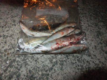 久々のアジング