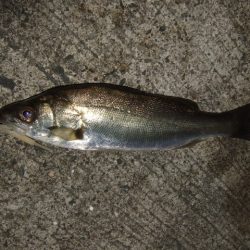 メバリングからのアジング