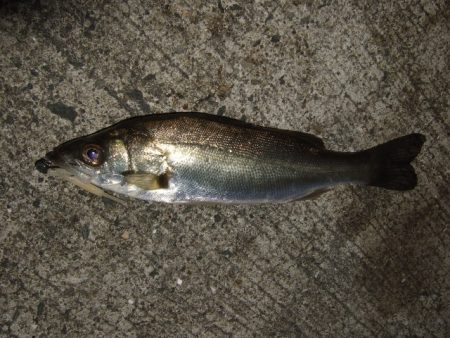 メバリングからのアジング